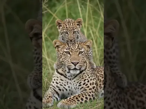 A onça e sei filhote