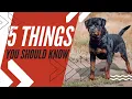 Lagu ROTTWEILER: Ontdek 5 verbazingwekkende feiten die u moet weten!