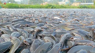 Bereaksi Dengan Cepat Dan Agresif Ikan Lele Liar Setelah Diberi Pakan Ini ! Hingga Mencipratkan Air!
