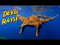 Devil Rays at the Formigas Islets AZORES