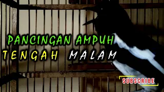 Download pancingan ampuh buat burung kacer rumahan malam hari MP3