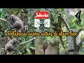 Download Lagu SUARA SATWA DI HUTAN KALIMANTAN