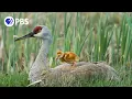 Tiny Crane Chick s First Moments