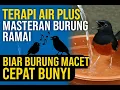 Download Lagu RAHASIA 🤫 Terapi Air + Masteran Jitu: Memulihkan Mental Burung Stres Agar Rajin Kicau