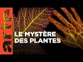 Download Lagu Supersens | Le génie caché des plantes (1/2) | ARTE