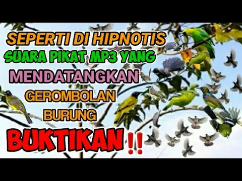 Download MP3 SUARA PIKAT MP3 BURUNG RIBUT NGERIWIK PALING AMPUH UNTUK SEMUA JENIS BURUNG #mp3burung #suarapikat