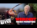 Lagu David Attenborough's Weirdest Micro Monsters | Nature Bites