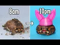 My Secret to Keeping Rain Frogs Alive