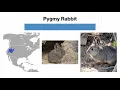Rabbits and Hares How to Identify the Lagomorphs of North America