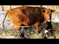 Snowstorm Calving and a Surprise in the Shed