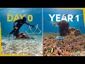One year ago we created a reef - now it's full of life