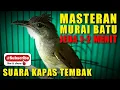 Download Lagu MASTERAN MURAI BATU 🔴 suara KAPAS TEMBAK berjeda 1-2 menit.