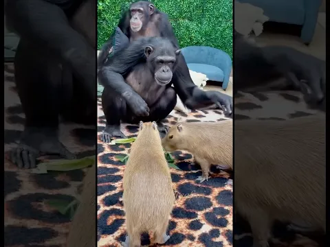 Chimp Brothers approved! ⭐⭐⭐⭐⭐ Capybara Café gets 10/10 from Vali & Sugriva! Come visit!