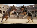 DOG BATTLE - Pitbull vs German Shepherd Who Survives the Roman Arena WILDCRAFT COMBAT