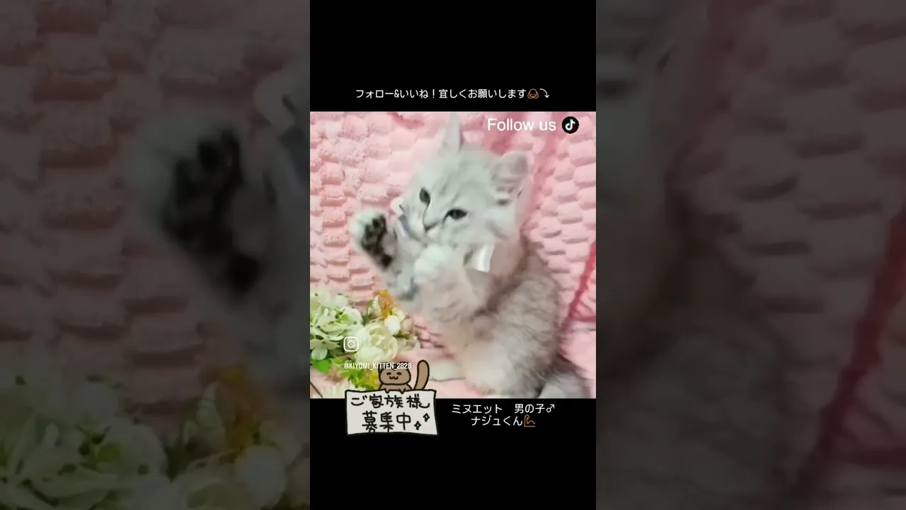 動画