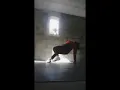 Download Lagu Montpellier Breaking BGirl Adult Finalist 6 | Chiara Pagano