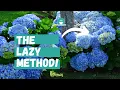 Beginner s Guide to Hydrangea Care Lazy Gardener s Guide to Hydrangeas