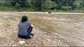 Elephants Run Across The River When They Hear The Voice Of Their Favorite Person ElephantNews 