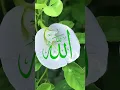 alhamdulillah #islamic video #foryou
