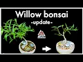 Willow Bonsai - Update trim