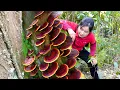 Download Lagu Harvesting 500kg Linhchi Mushroom In the Forest To Sell At Market, Mushroom Process |Elsa Daily Life