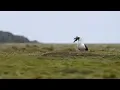 Seagull Swallows Rabbit Whole