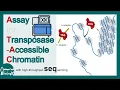 ATAC Sequencing explained in 5 minutes What do ATAC-seq peaks represent Mol-bio
