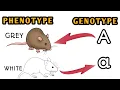 Genotype and Phenotype Genetics Animated