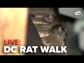 LIVE DC Community Rat Walk