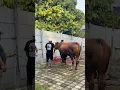 Download Lagu Beginilah detik2 sapi LIMOSIN 🐄 terbesar di potong - idul adha 1446h #iduladha2025 #sapilimosin