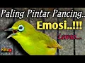 CIAK CIAK JOSS KECIAL KUNING AMPUH||PANCINGAN KECIAL MALAS BUNYI||