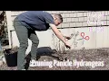Pruning Quick Fire Hydrangeas Works For Any Panicle Hydrangeas