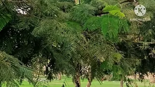 أتدري متي يستريح الضمير اناشيد إسلامية بدون موسيقى دندنها