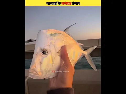 THESE ANIMALS LOOK HILARIOUS FROM THIS ANGLE #shorts