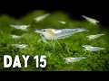Download Lagu BREEDING Shrimp! How Many in 30 Days?