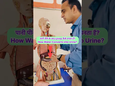 पानी पीने के बाद Urine कैसे बनता है? | How Water Converts into Urine? पूरी Process & Time #shorts