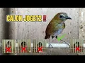 Download Lagu PENTING‼️BEGINI CARA PILIH JONGKANGAN OMBYOKAN CALON JOGET AGAR TIDAK MUDAH MATI‼️