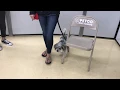 Petco Training - Oliver s Last Class Part 1