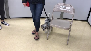 Petco Training - Oliver s Last Class Part 1