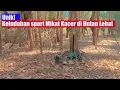 Unik! Keindahan sport Mikat Kacer di Hutan Lebat