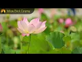 Relaxing Spa Music, Calming Music, Relaxation Music, Meditation Music, Instrumental Music, ✿646C