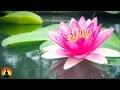 Download Lagu Ontspannende Spamuziek, Rustgevende muziek, Meditatiemuziek, Instrumentale muziek, ✿646C