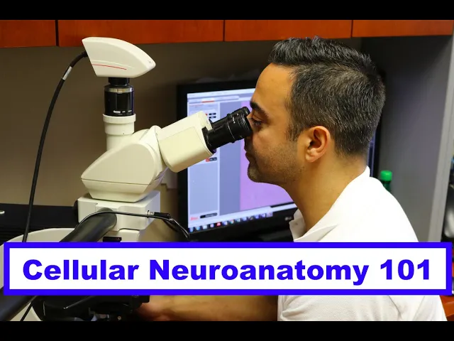 Basic Cellular Neuroanatomy
