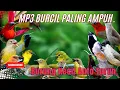 Download Lagu MP3 Pikat Burcil Paling Dicari II Suara Pikat Burung Kecil Terbaru 2025 Paling Ampuh.