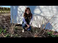 Pruning Fertilizing My Hydrangeas Garden Answer
