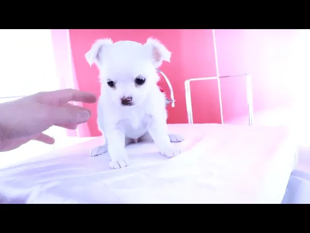 動画