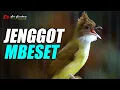 Download Lagu MASTERAN CUCAK JENGGOT GACOR