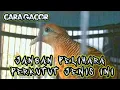 Download Lagu Jenis Burung Perkutut Lokal Katuranggan Lengkap Tidak Baik Di Pelihara