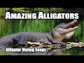 Amazing Alligators Mating Calls