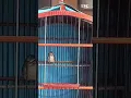 Download Lagu CUCAK KUCING Burung Langka‼️#birds #masteran #cucak #shorts